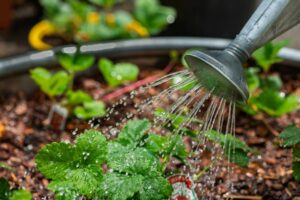 The Great Garden Myth