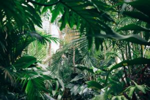 Plants