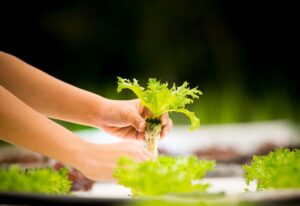 Green Thumb to Grow Your Own Food